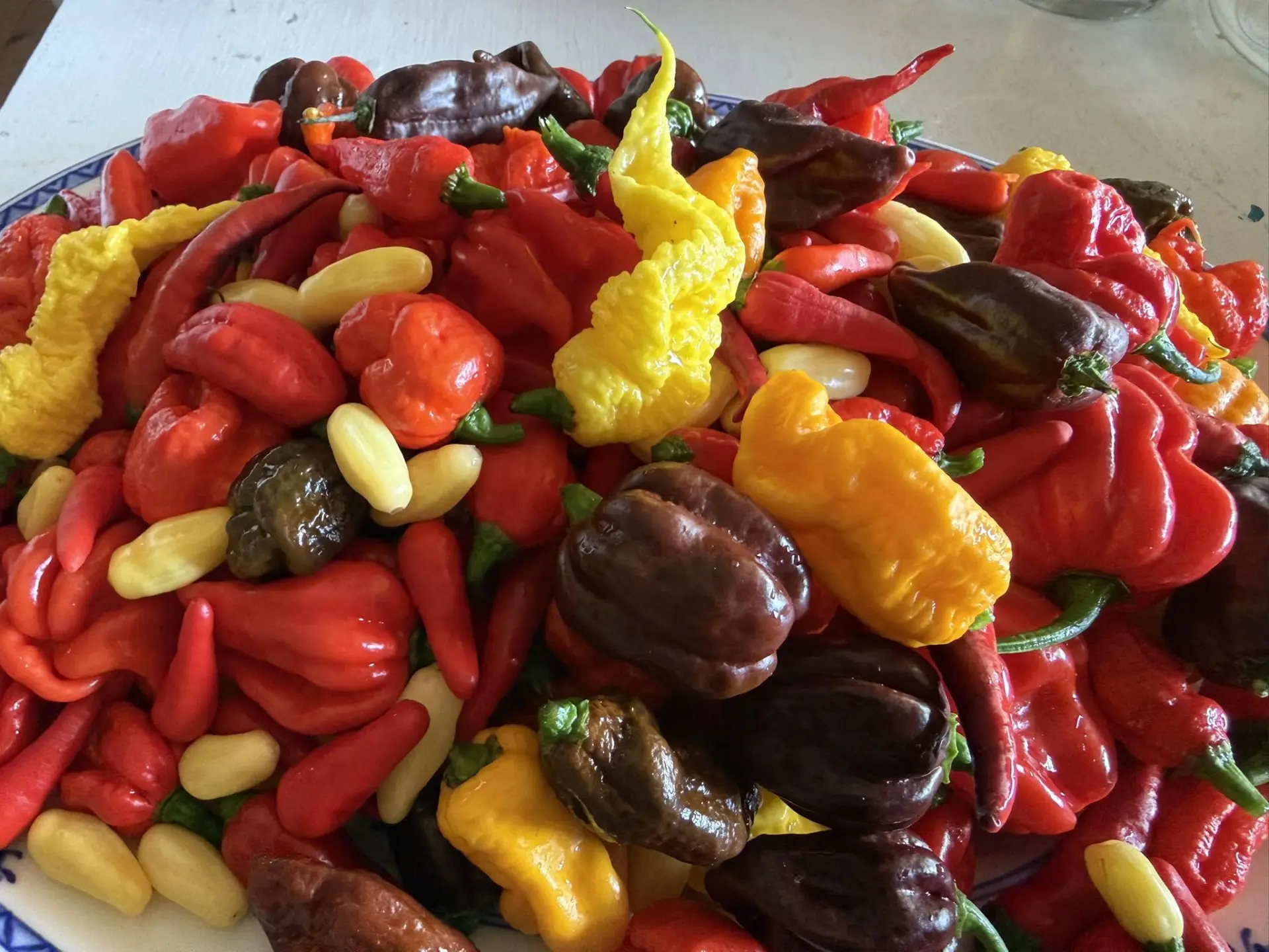 Färgglada chilifrukter